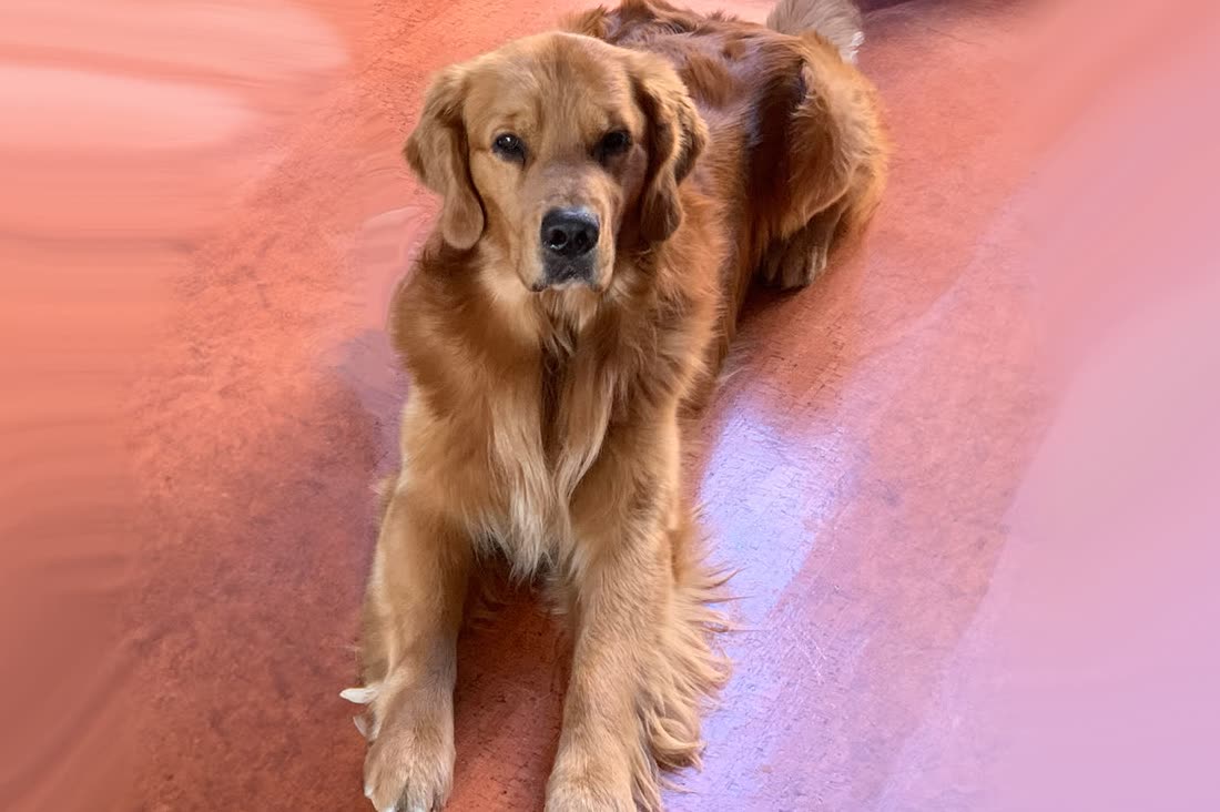 The original photograph of Winston lying on the floor